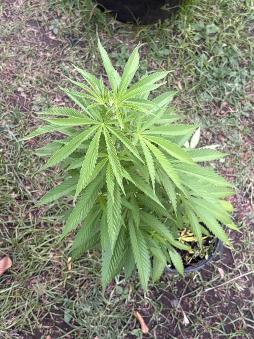 Thai - 1/5/26. Week 7