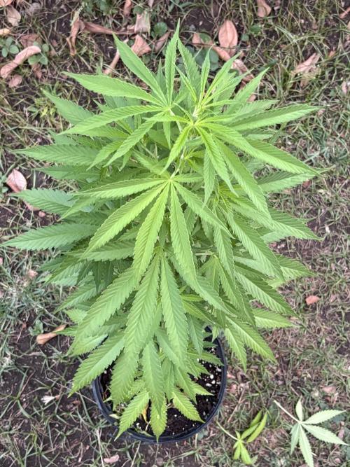 Thai. Week 7