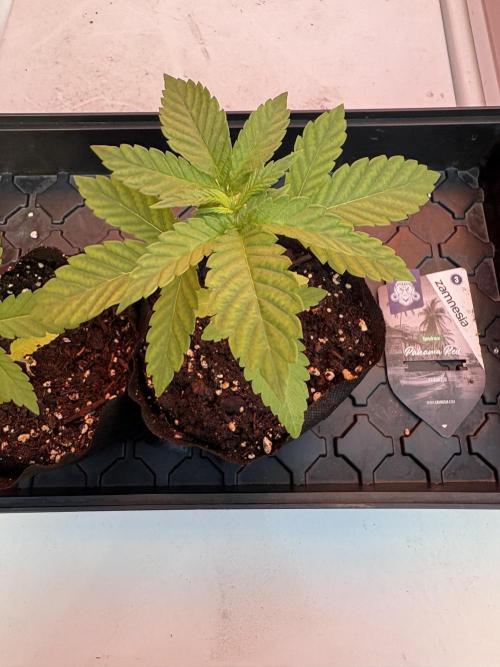 Panama Red - 2/22/26. Week 2