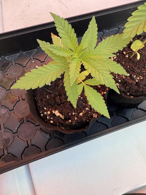 Panama Red - 2/22/26. Week 2