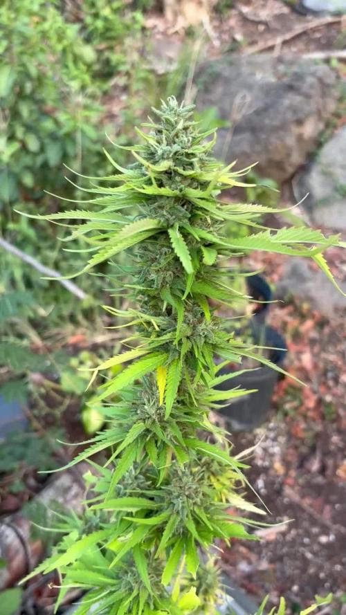Skunk #1 - 12/1/25