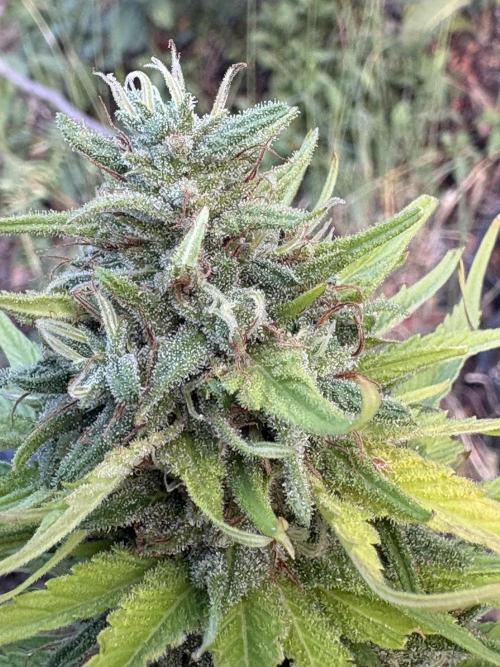 Skunk #1 - 12/1/25. Week 12