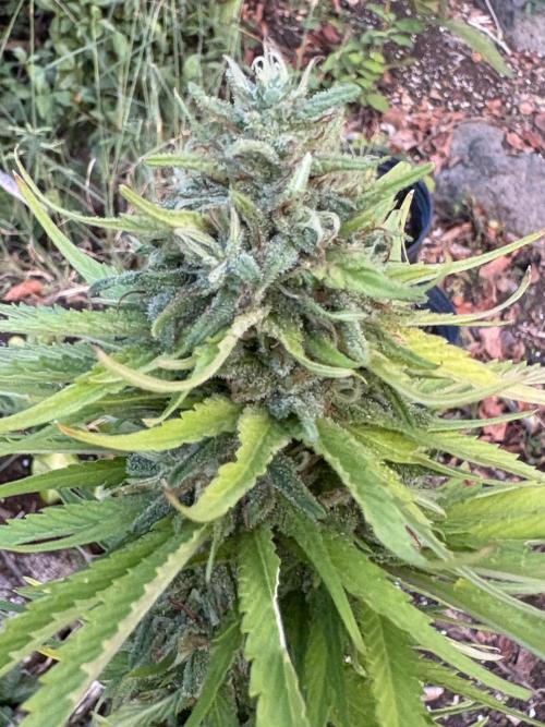 Skunk #1 - 12/1/25. Week 12