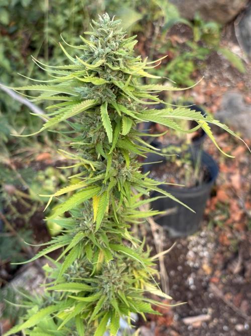 Skunk #1 - 12/1/25. Week 12