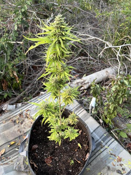 Skunk #1 - 12/1/25. Week 12
