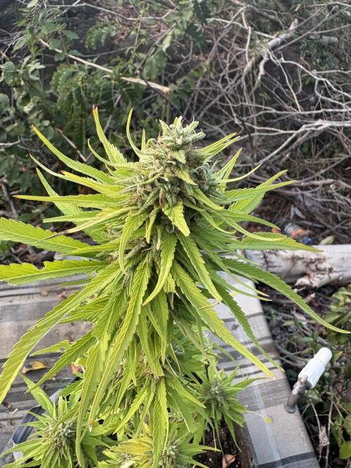 Skunk #1 - 12/1/25. Week 12
