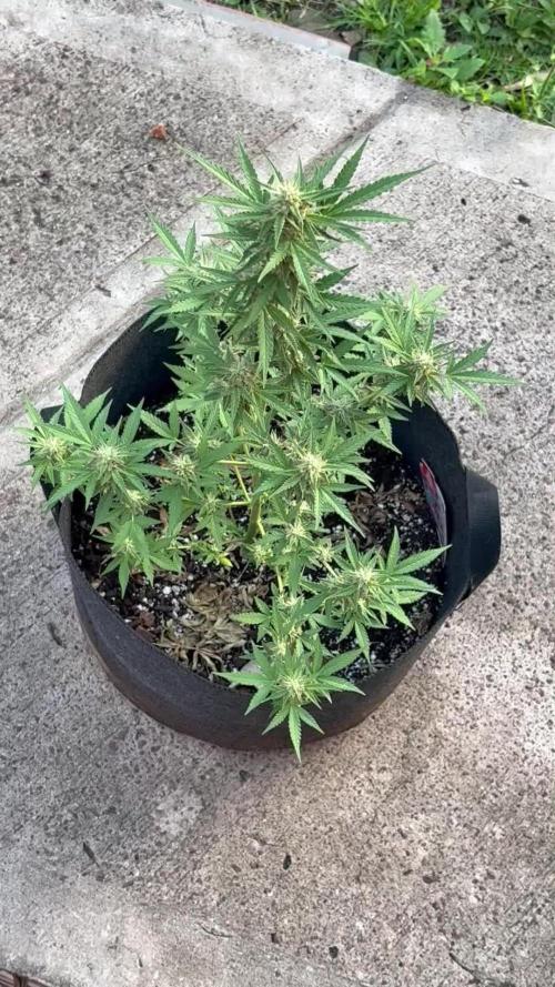 Dutch Treat - 1/7/26