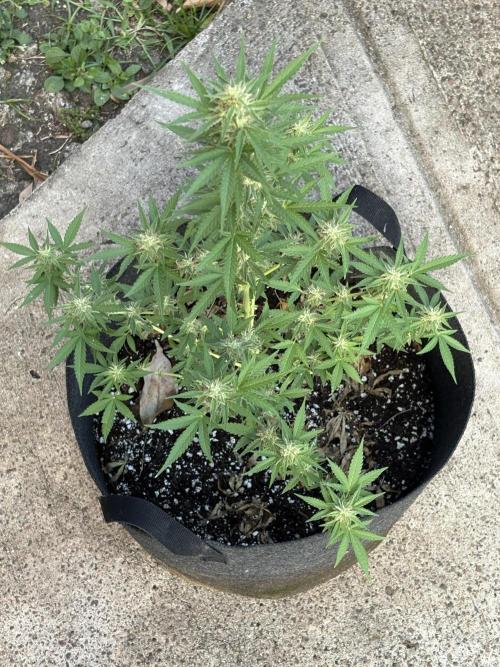Dutch Treat - 1/7/26. Week 8