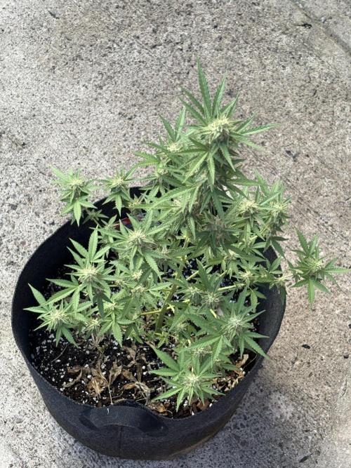 Dutch Treat - 1/7/26. Week 8