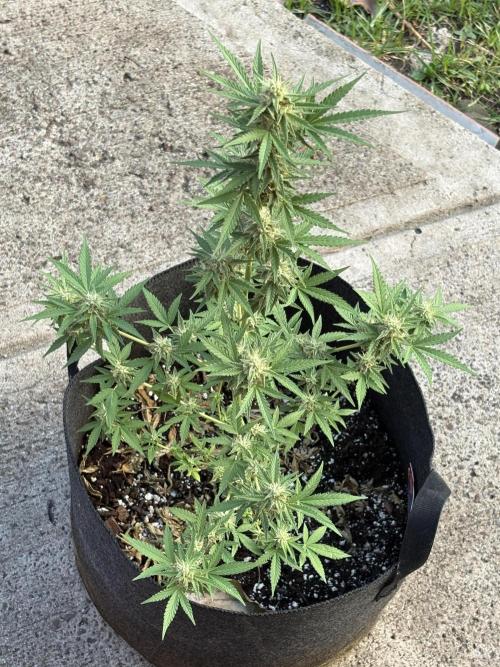 Dutch Treat Automatic. Week 8