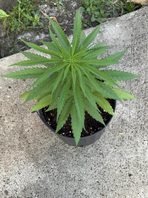 Hyper Vyper First Edition - 2/4/26. Week 4