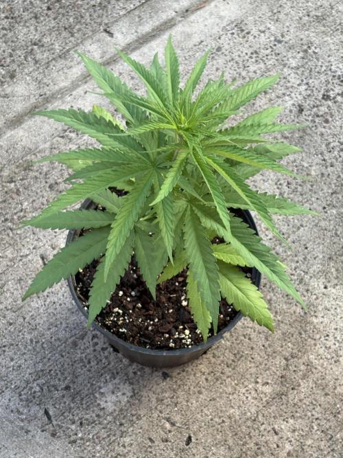Hyper Vyper First Edition - 2/4/26. Week 4