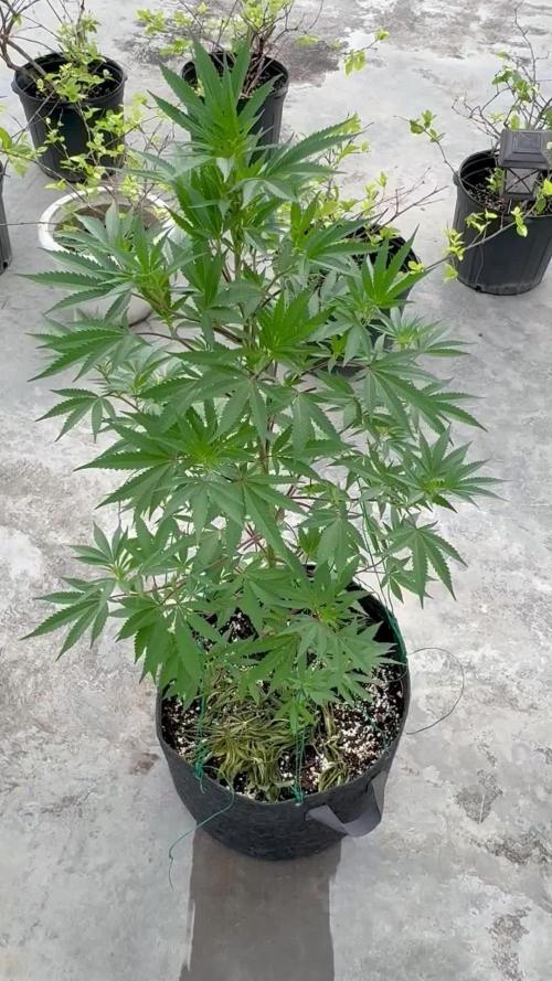 Blue Skunk 12/29/25