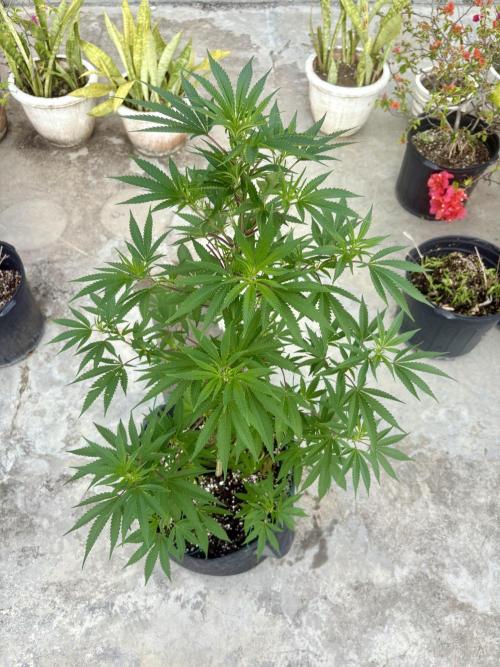 Blue Skunk - 12/29/25. Week 9