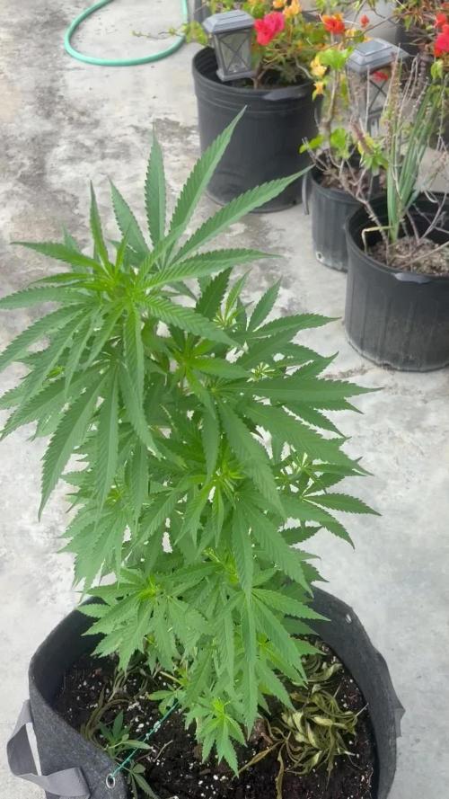 Thai - 1/5/26