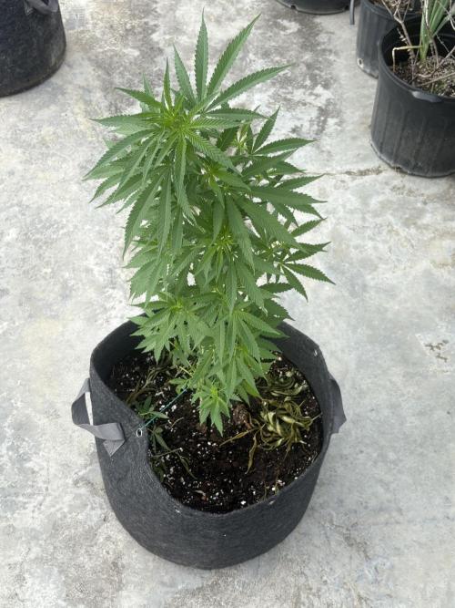 Thai - 1/5/26. Week 8