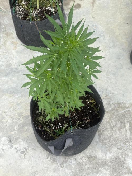 Thai - 1/5/26. Week 8