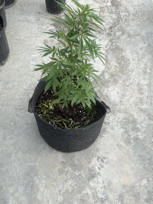 Thai. Week 8