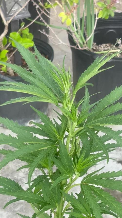 OG Kush - 1/4/26