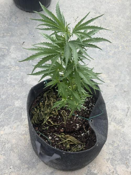 OG Kush - 1/4/26. Week 8