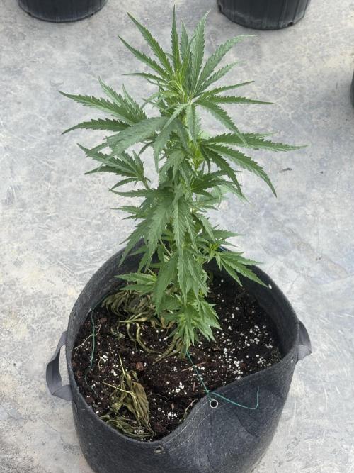 OG Kush - 1/4/26. Week 8