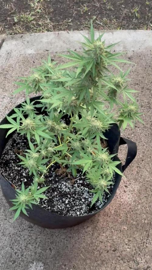 Dutch Treat - 1/7/26