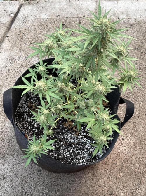Dutch Treat - 1/7/26. Week 9