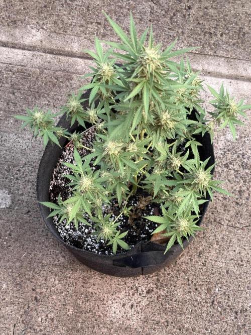 Dutch Treat - 1/7/26. Week 9