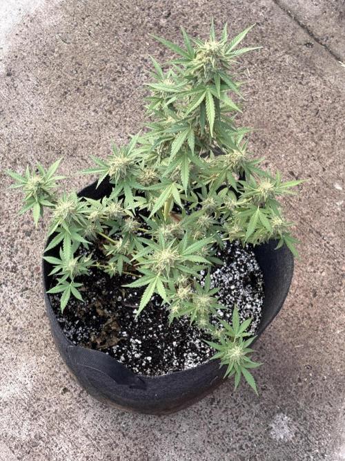 Dutch Treat Automatic. Week 9
