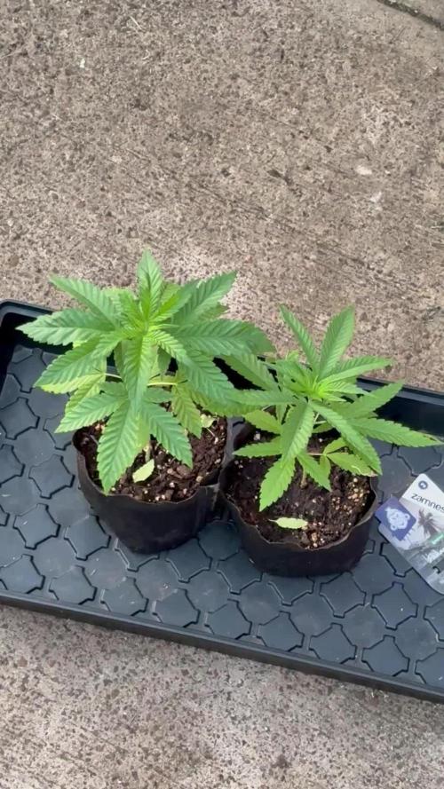 Panama Red - 2/22/26
