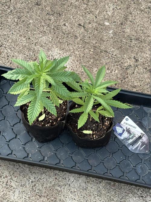 Panama Red - 2/22/26. Week 3