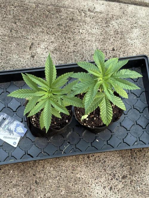 Panama Red - 2/22/26. Week 3