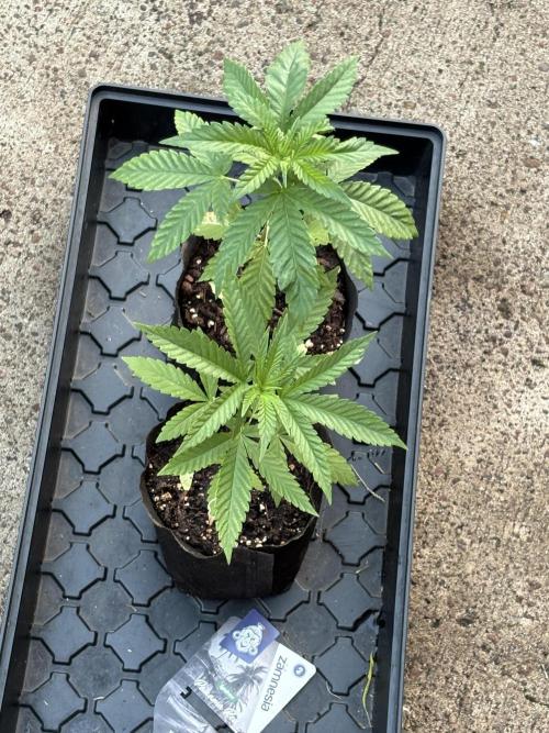 Panama Red. Week 3