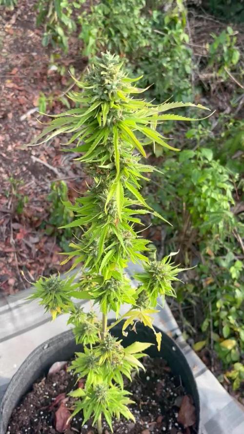 Skunk #1 - 12/1/25
