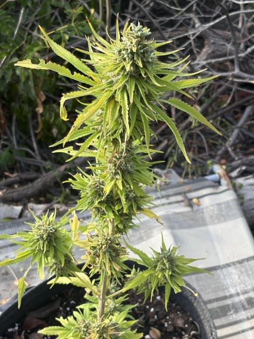 Skunk #1 - 12/1/25. Week 13