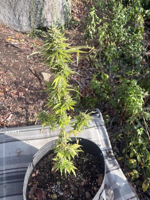 Skunk #1 - 12/1/25. Week 13