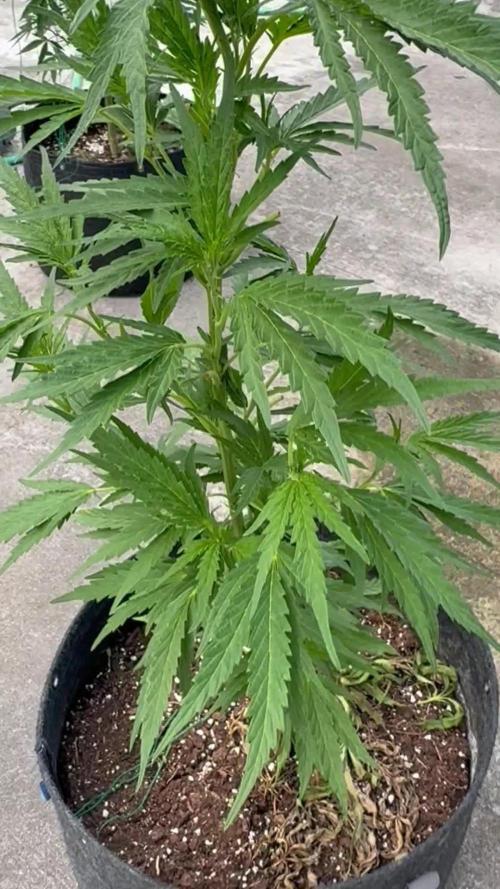 OG Kush - 1/4/26