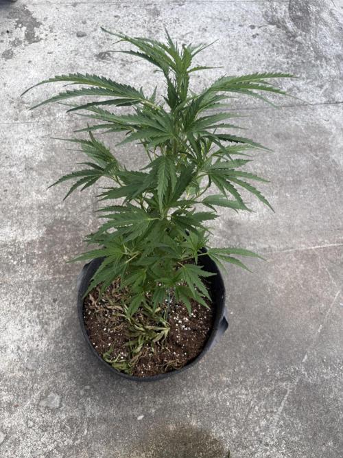 OG Kush - 1/4/26. Week 9