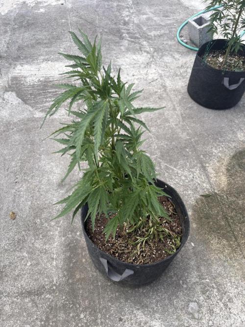 OG Kush - 1/4/26. Week 9