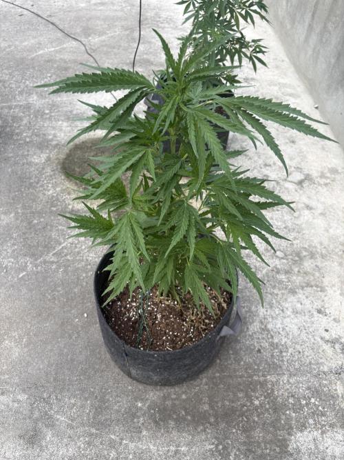 OG Kush - 1/4/26. Week 9