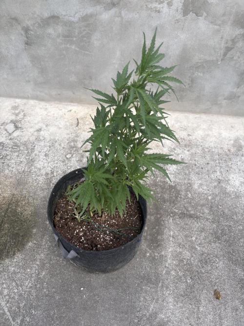 OG Kush. Week 9