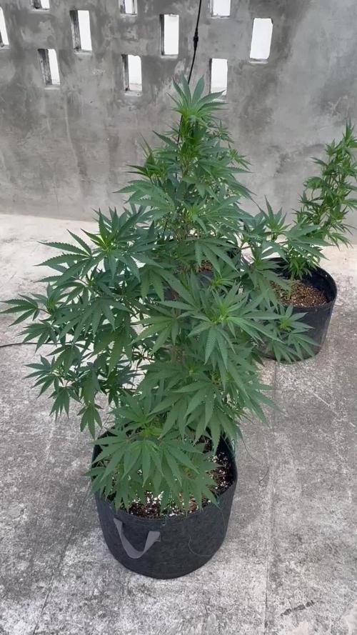 Blue Skunk 12/29/25