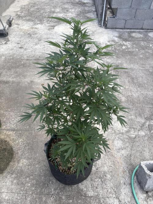 Blue Skunk - 12/29/25. Week 10