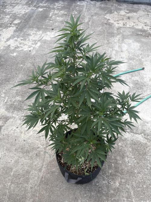 Blue Skunk - 12/29/25. Week 10