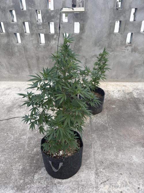 Blue Skunk - 12/29/25. Week 10