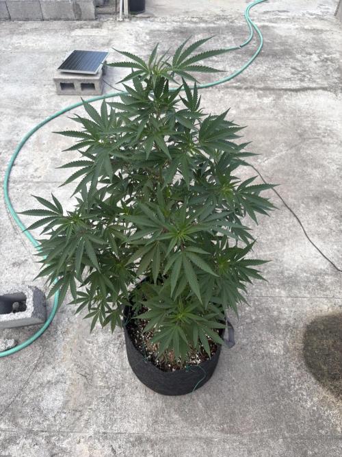 Blue Skunk - 12/29/25. Week 10