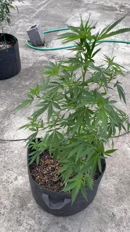 Thai - 1/5/26