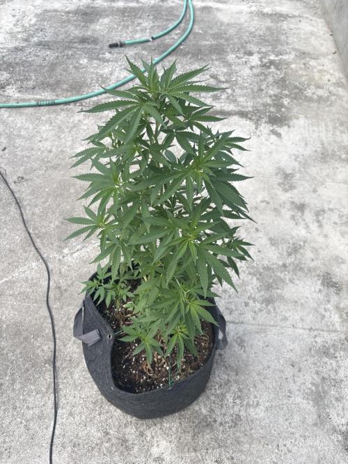 Thai - 1/5/26. Week 9