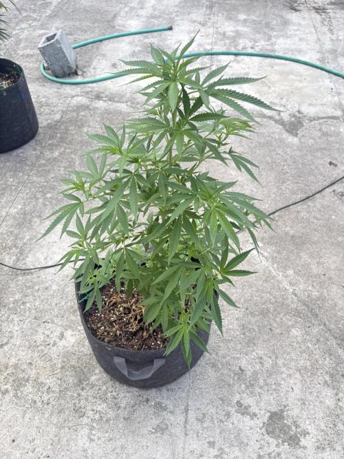 Thai - 1/5/26. Week 9