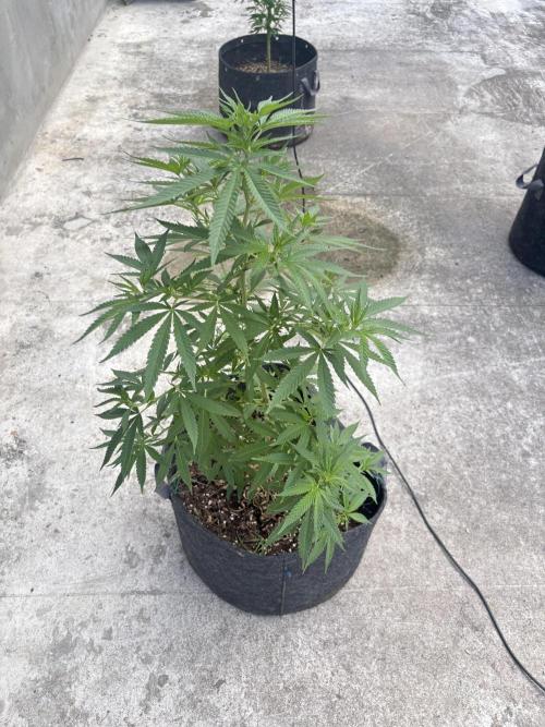 Thai. Week 9
